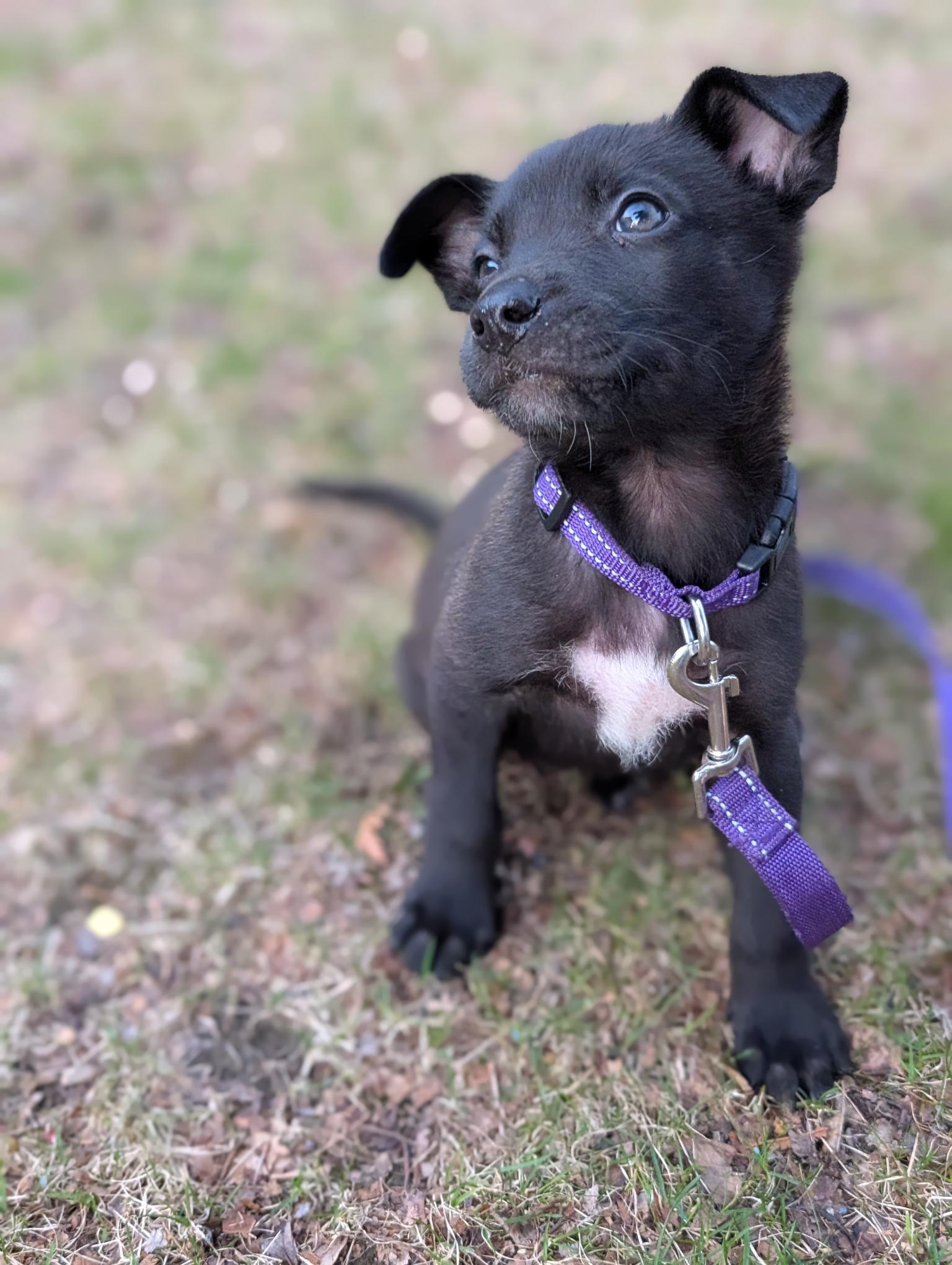 MINNIE, an adopted mixed breed in Worcester, MA image 3/4