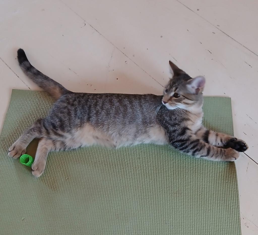 Toyota, Adoptable, Kitten Male Domestic Short Hair.