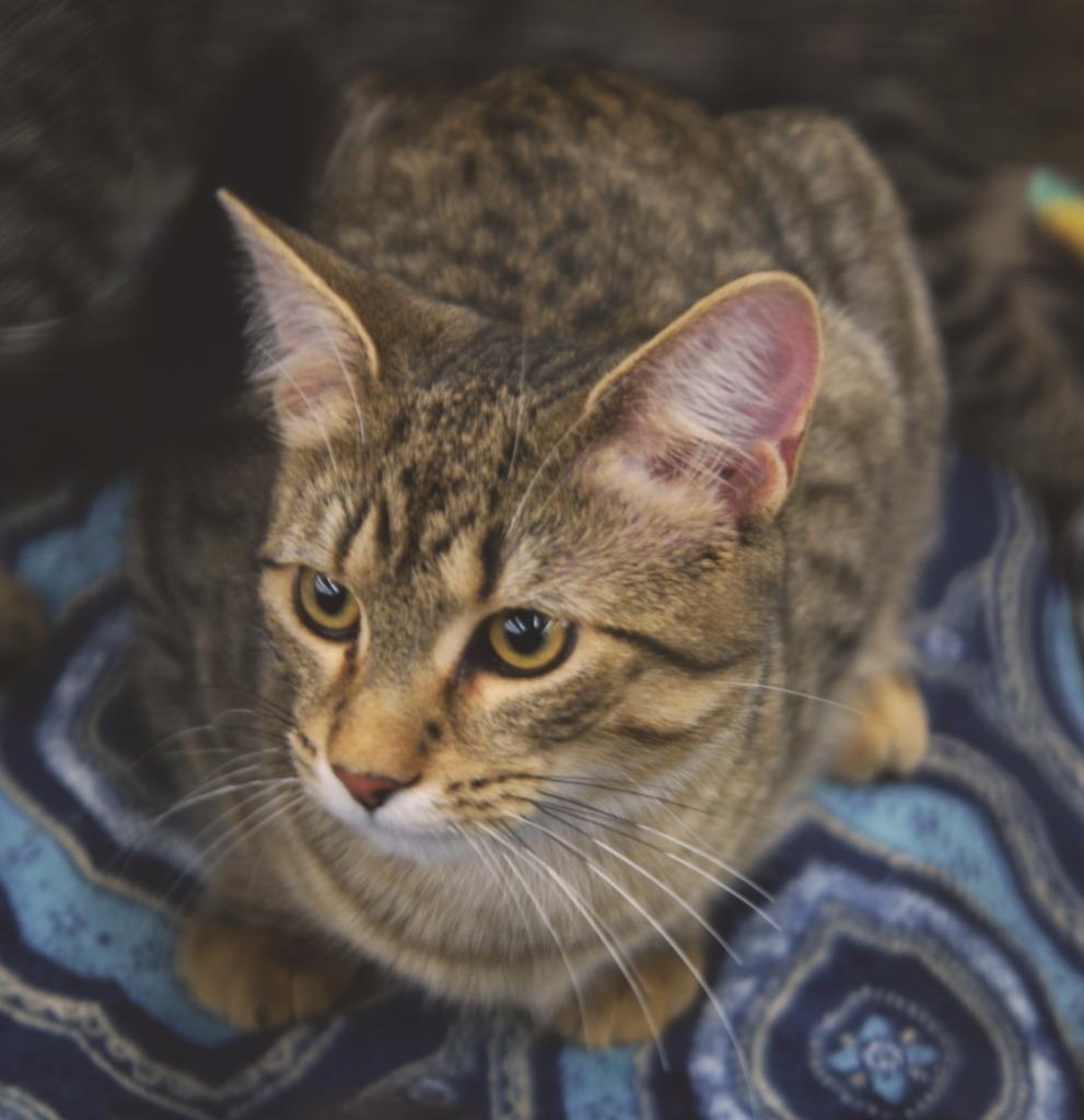 Enlarge Toyota, a Adoptable mixed breed in Shell Lake, WI image 2/5