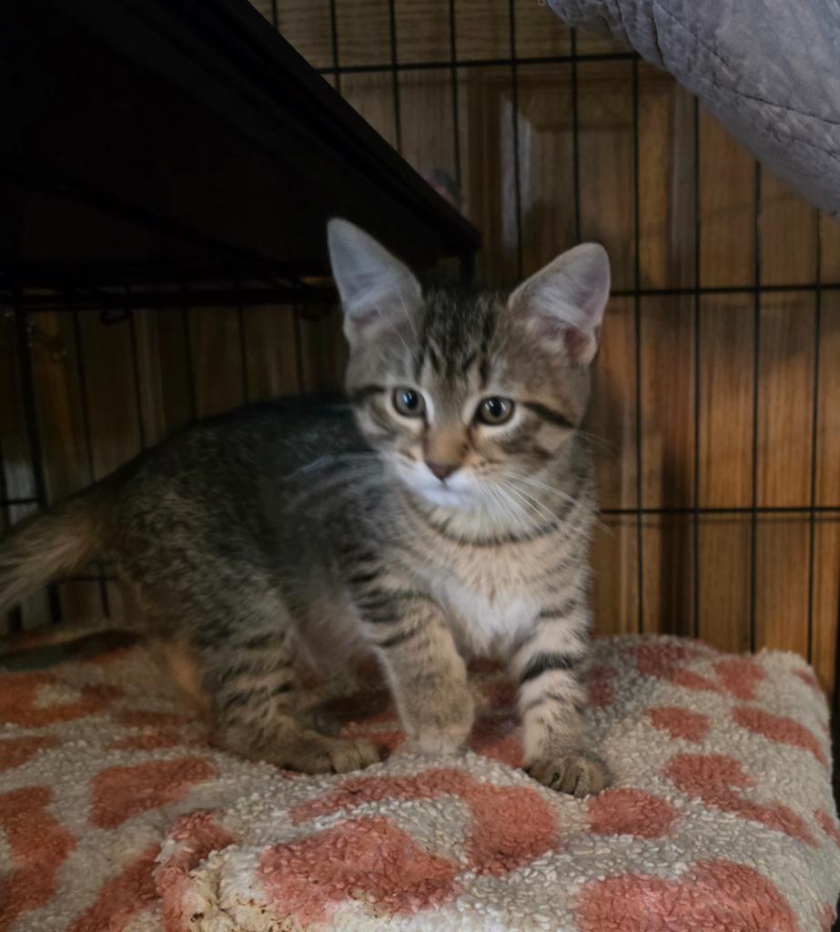 Enlarge Toyota, a Adoptable mixed breed in Shell Lake, WI image 1/2