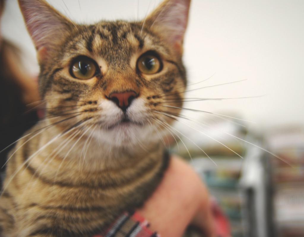 Enlarge Toyota, a Adoptable mixed breed in Shell Lake, WI image 3/5