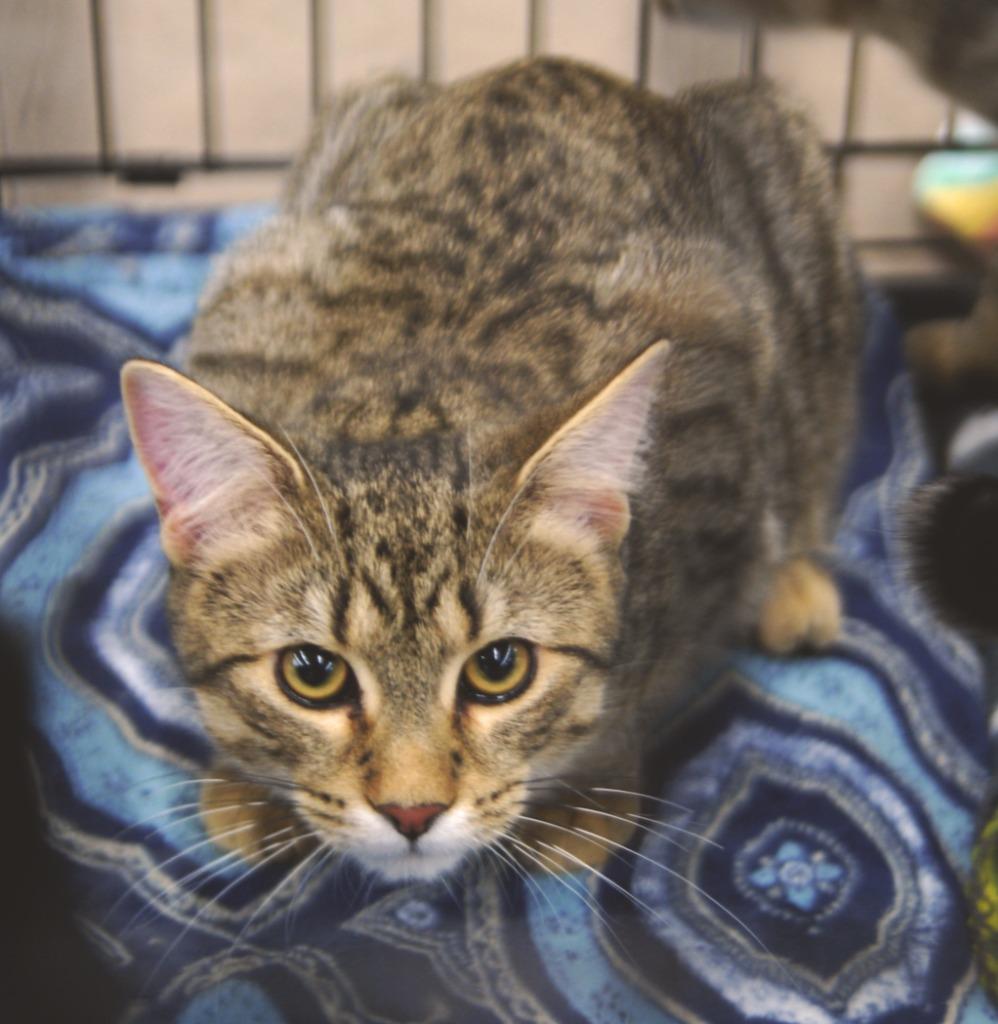 Enlarge Toyota, a Adoptable mixed breed in Shell Lake, WI image 4/5