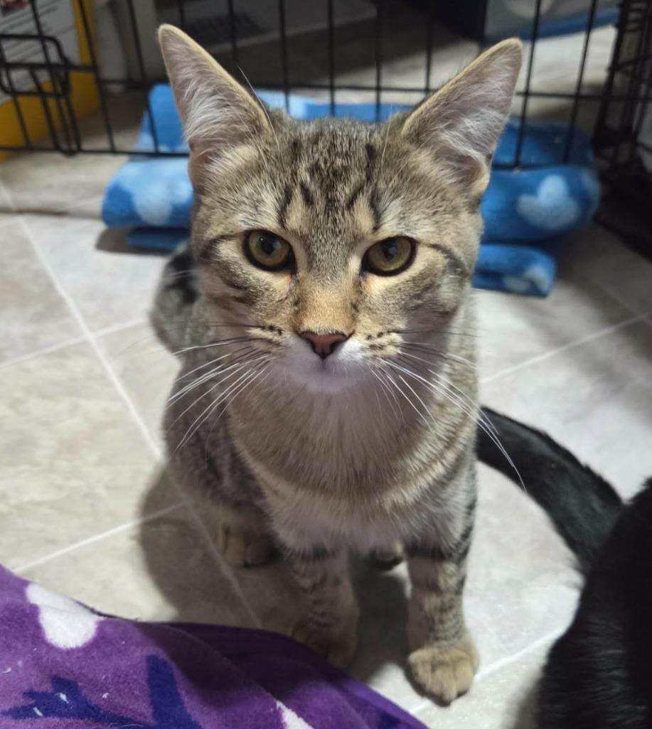 Enlarge Toyota, a Adoptable mixed breed in Shell Lake, WI image 2/2