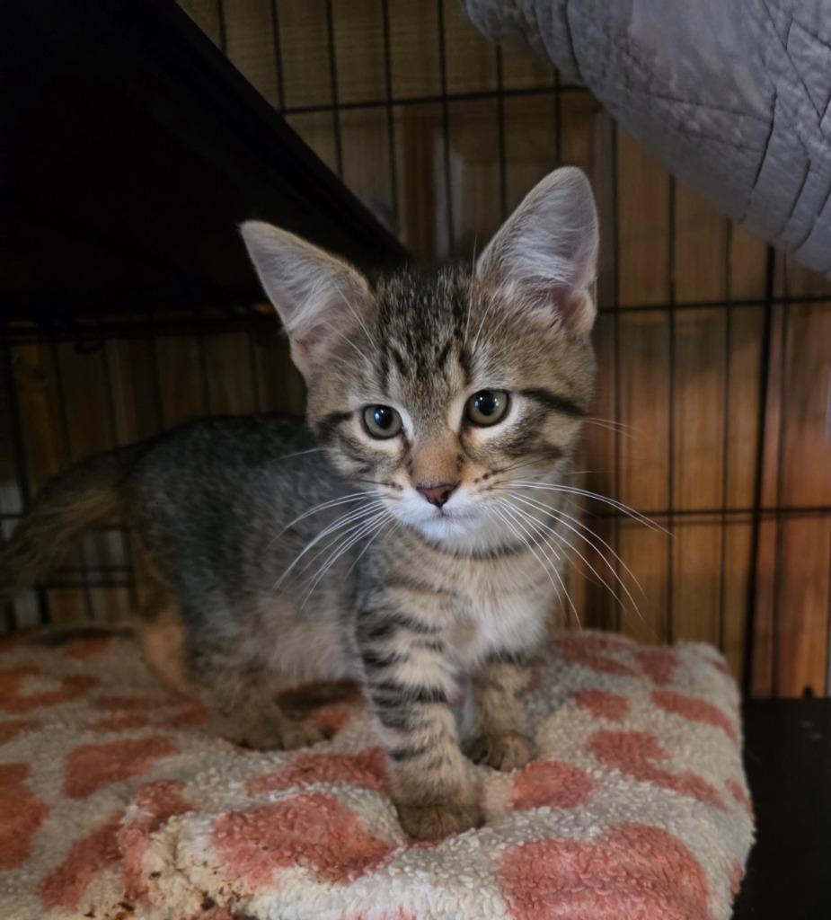 Enlarge Toyota, a Adoptable mixed breed in Shell Lake, WI image 2/2