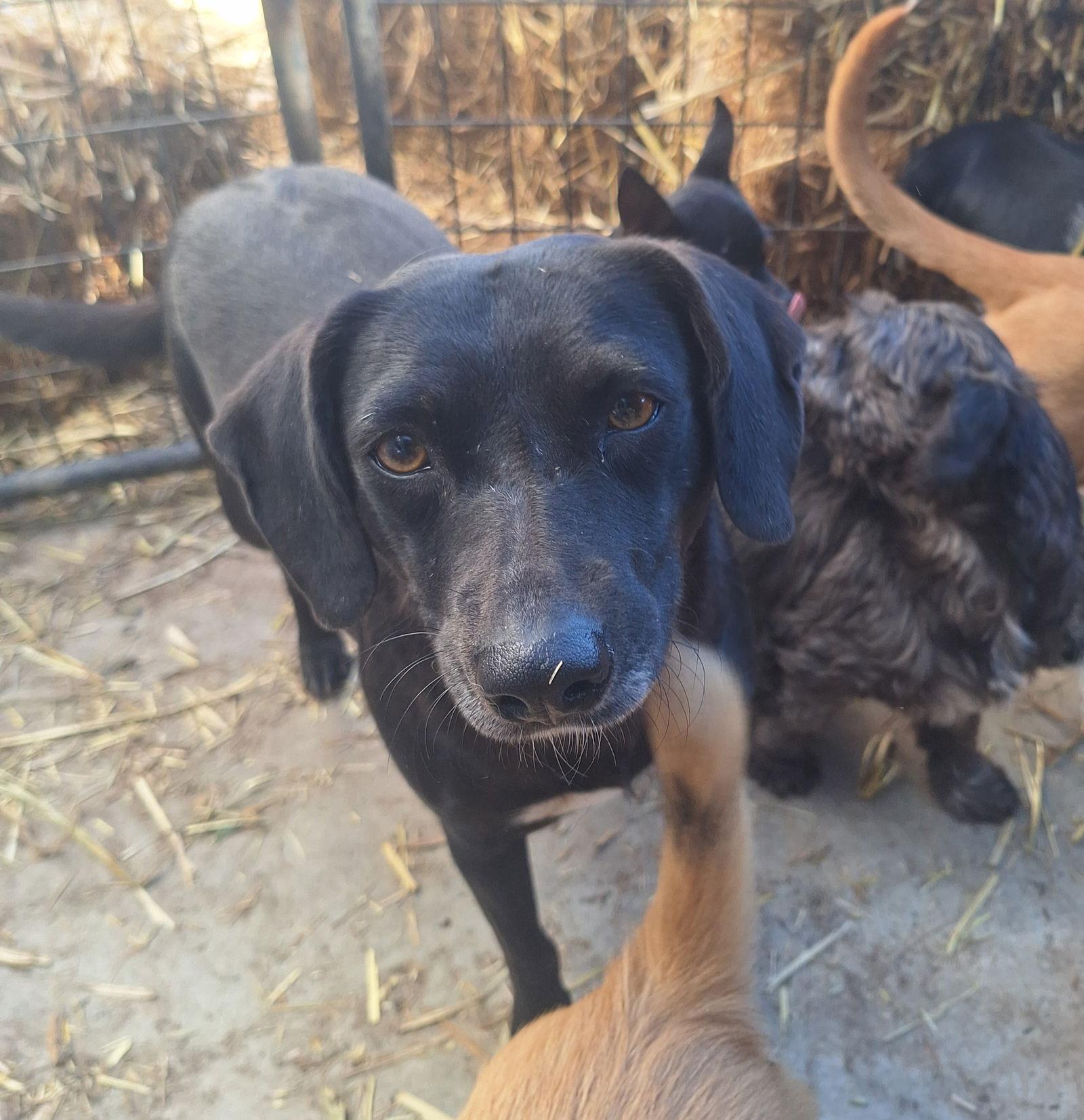 Enlarge CUPCAKE, a Adoptable mixed breed in Chico, CA image 1/3