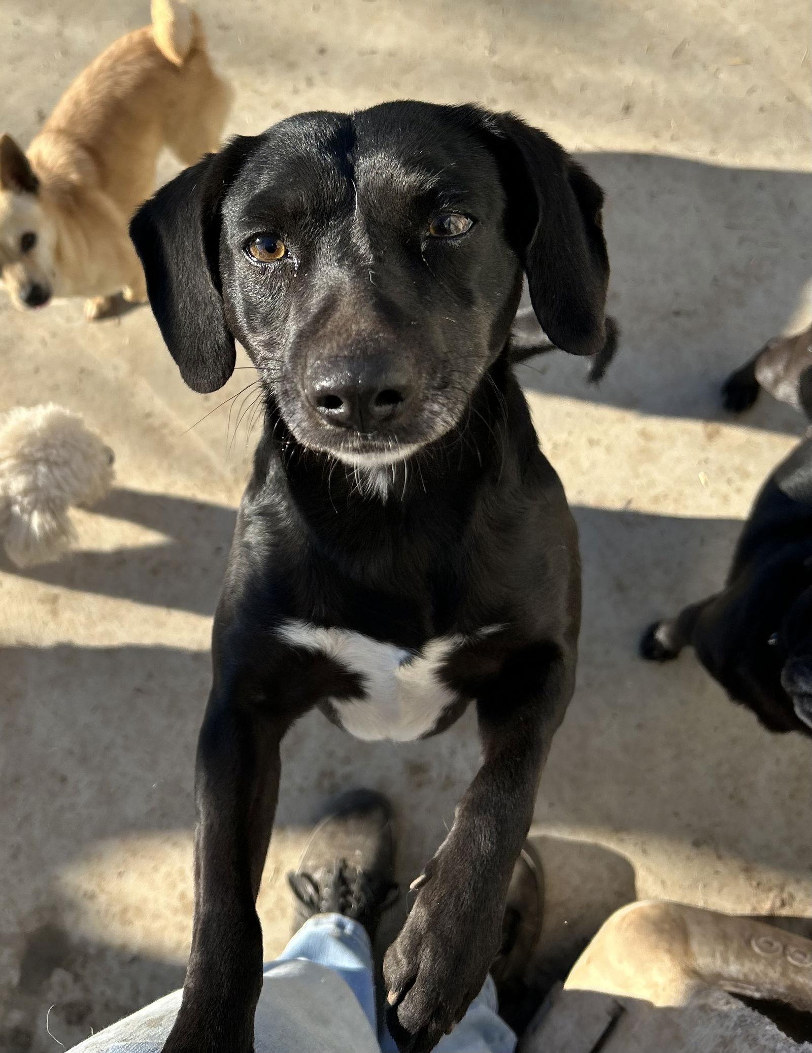 Enlarge CUPCAKE, a Adoptable mixed breed in Chico, CA image 3/3