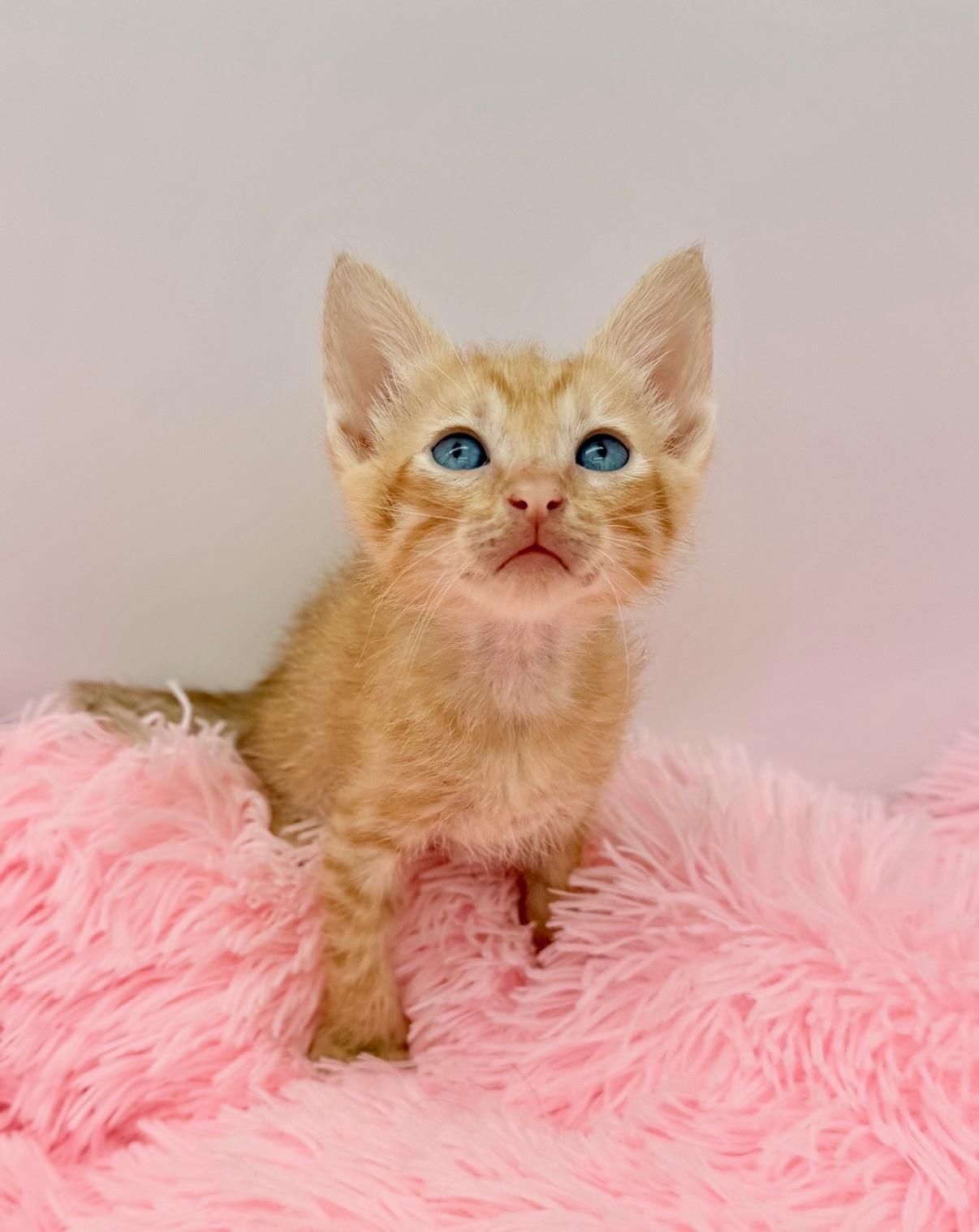 Flipturn, a Adoptable Domestic Short Hair in Covington, LA image 1/6