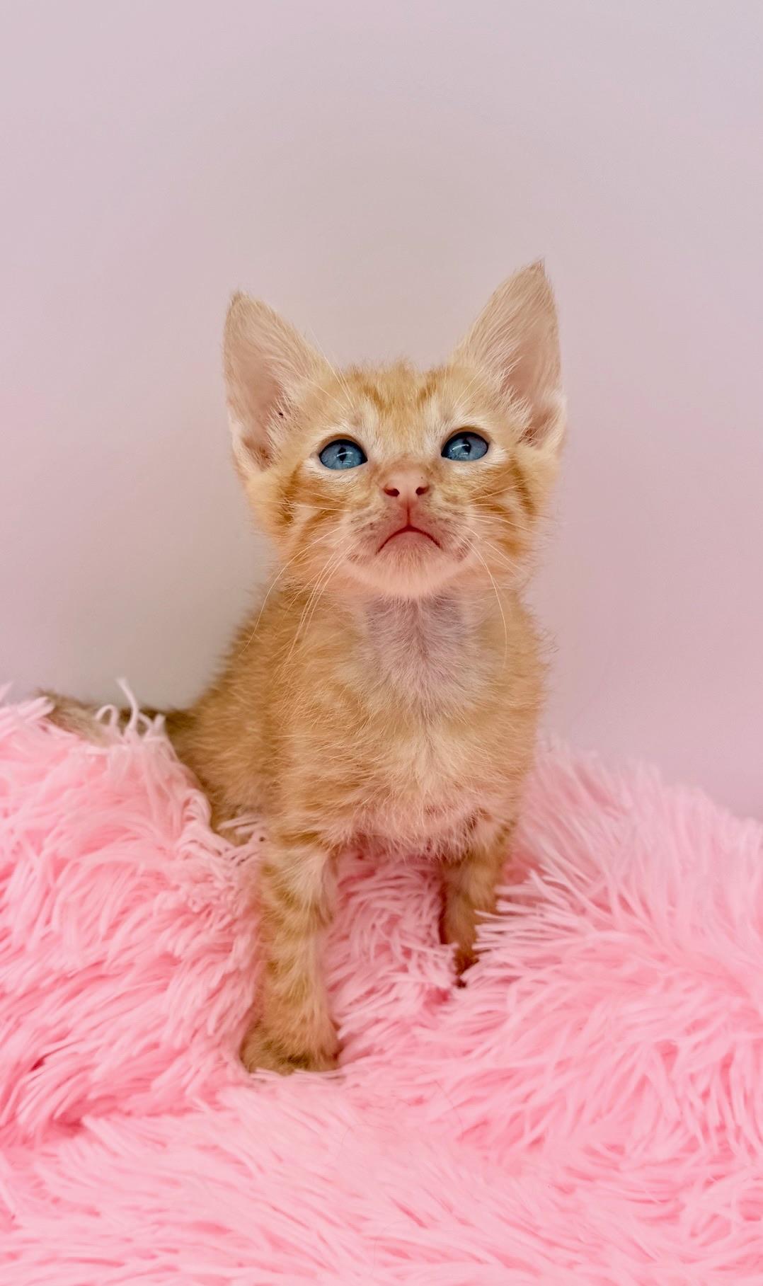 Flipturn, a Adoptable Domestic Short Hair in Covington, LA image 2/6