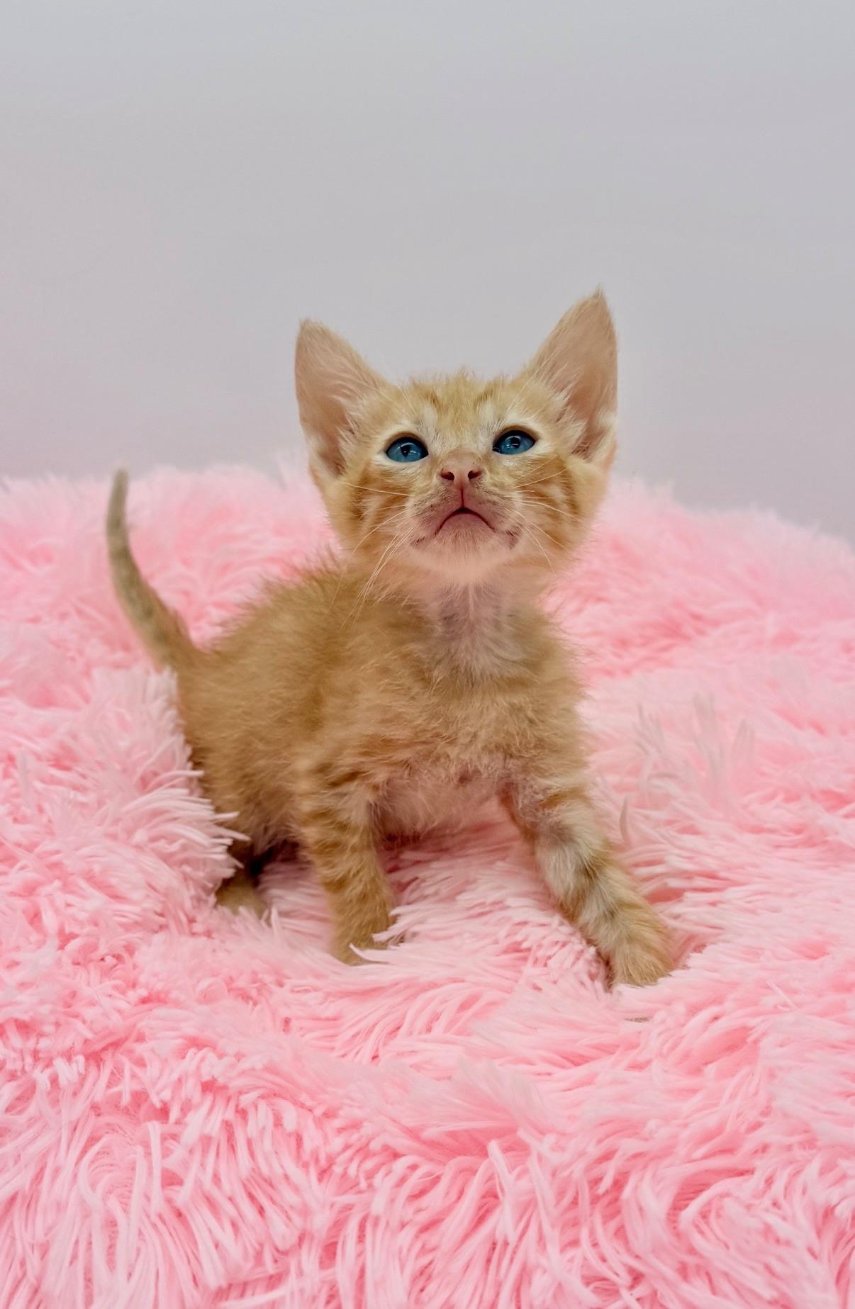 Flipturn, a Adoptable Domestic Short Hair in Covington, LA image 5/6