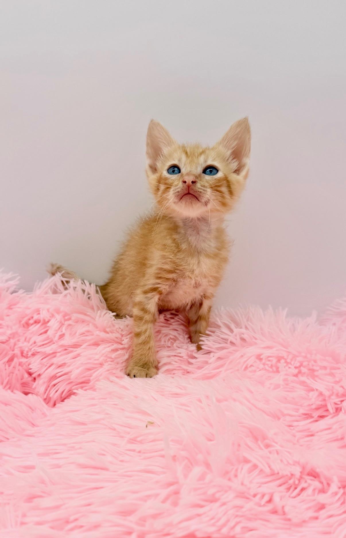Flipturn, a Adoptable Domestic Short Hair in Covington, LA image 4/6