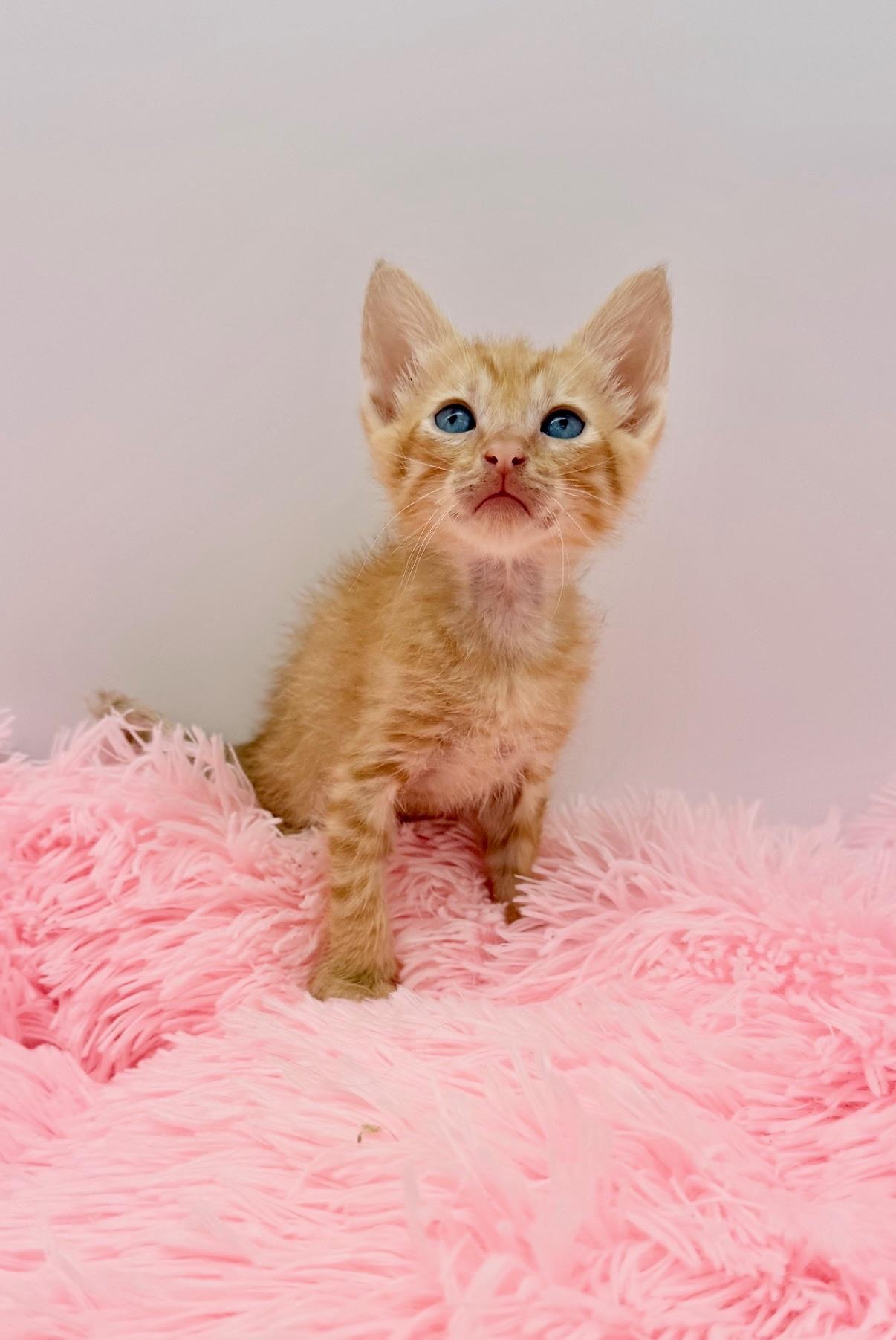 Flipturn, a Adoptable Domestic Short Hair in Covington, LA image 6/6