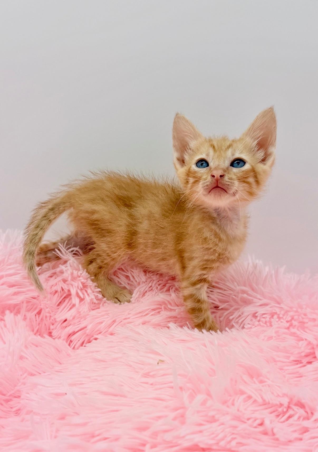 Flipturn, a Adoptable Domestic Short Hair in Covington, LA image 3/6