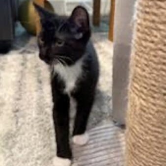 Clementine, a Adoptable Domestic Short Hair in Cincinnati, OH image 1/5