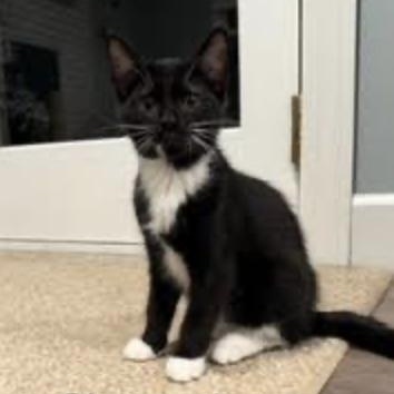 Clementine, a Adoptable Domestic Short Hair in Cincinnati, OH image 3/5