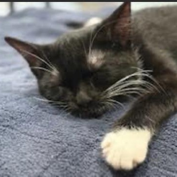 Clementine, a Adoptable Domestic Short Hair in Cincinnati, OH image 4/5