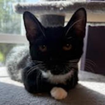 Clementine, a Adoptable Domestic Short Hair in Cincinnati, OH image 5/5