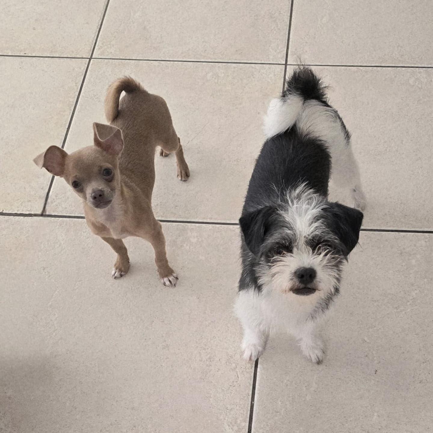 Magnolia & Mason (BONDED PAIR) Chihuahua Dog