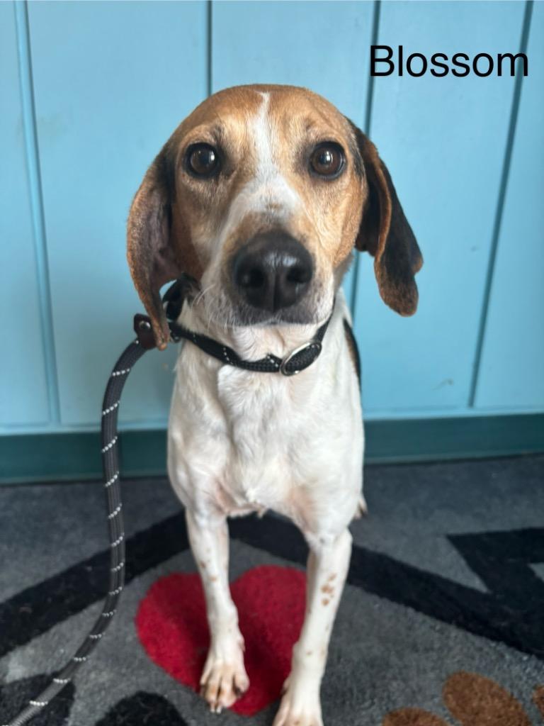 B6 Blossom, Adoptable, Adult Female Beagle & Hound.