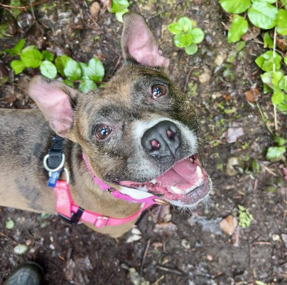 Enlarge Peppa - AVAILABLE, a Adoptable Pit Bull Terrier in Seattle, WA image 2/6