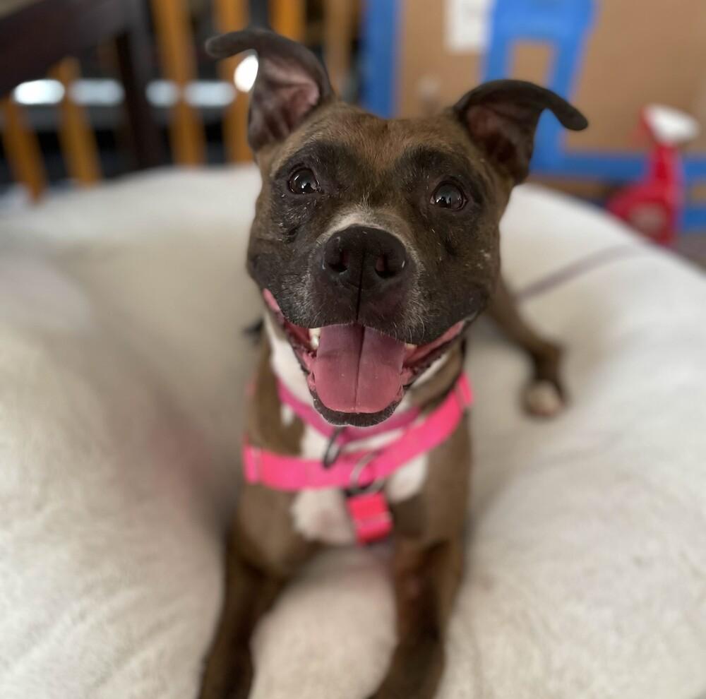 Enlarge Peppa - AVAILABLE, a Adoptable Pit Bull Terrier in Seattle, WA image 3/6