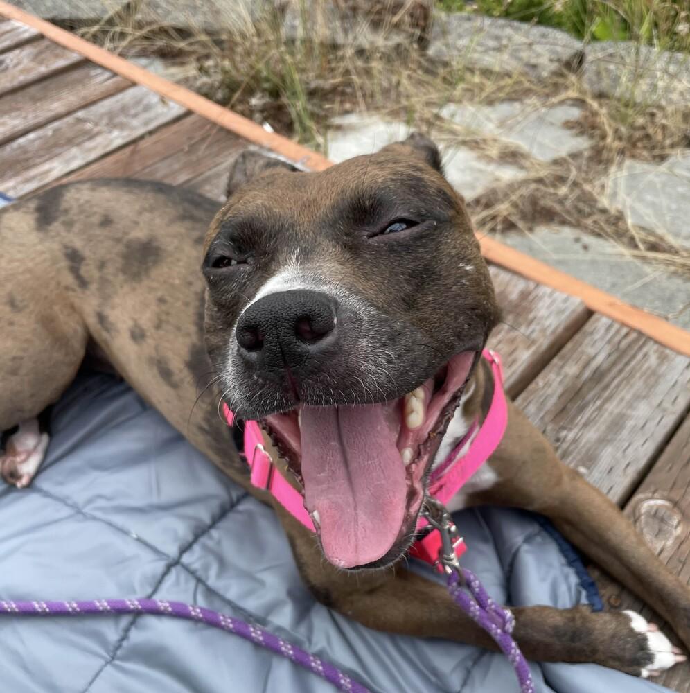 Enlarge Peppa - AVAILABLE, a Adoptable Pit Bull Terrier in Seattle, WA image 4/6
