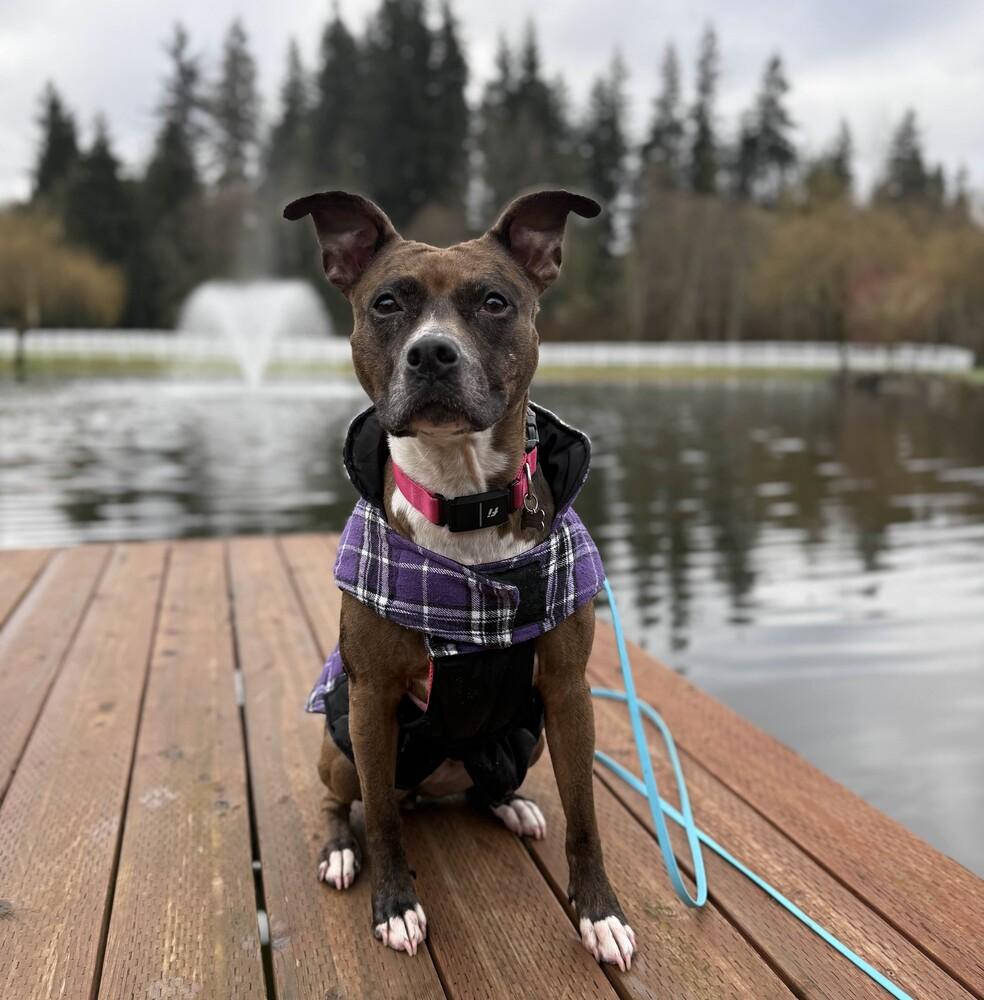Enlarge Peppa - AVAILABLE, a Adoptable Pit Bull Terrier in Seattle, WA image 5/6