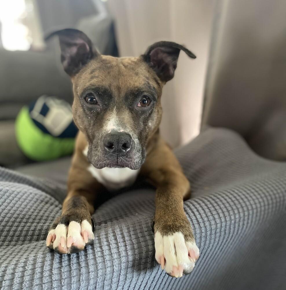 Enlarge Peppa - AVAILABLE, a Adoptable Pit Bull Terrier in Seattle, WA image 6/6