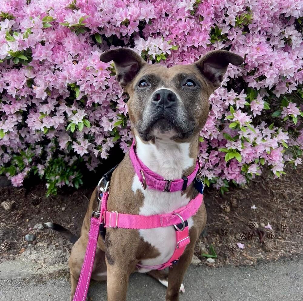 Enlarge Peppa - AVAILABLE, a Adoptable Pit Bull Terrier in Seattle, WA image 1/6