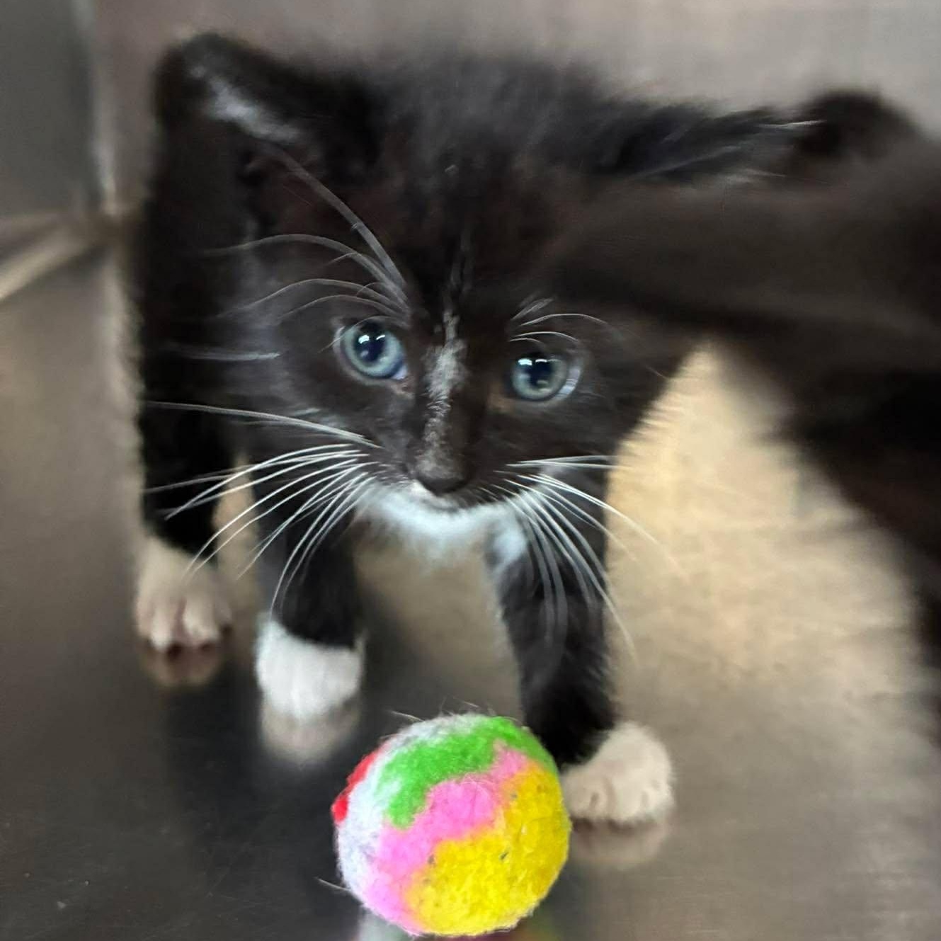 T-Bone, Adoptable, Kitten Male Domestic Short Hair.