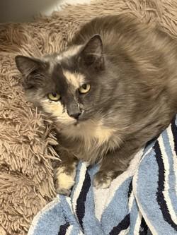Lizy, Adoptable, Adult Female Domestic Short Hair & Domestic Short Hair.