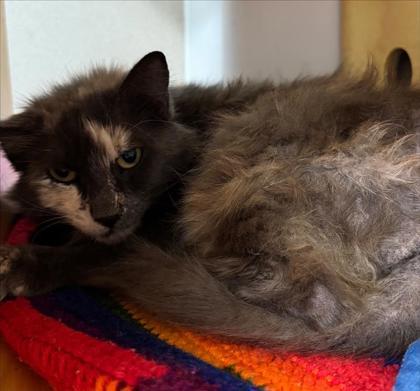 Enlarge Lizy, a Adoptable mixed breed in Bellevue, WA image 2/3