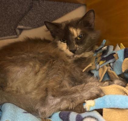Enlarge Lizy, a Adoptable mixed breed in Bellevue, WA image 3/3