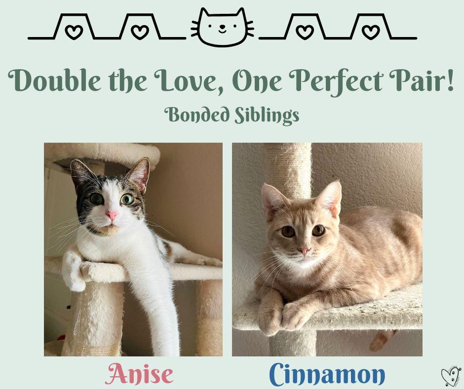 Enlarge Cinnamon, a Adoptable Tabby in Trophy Club, TX image 6/6