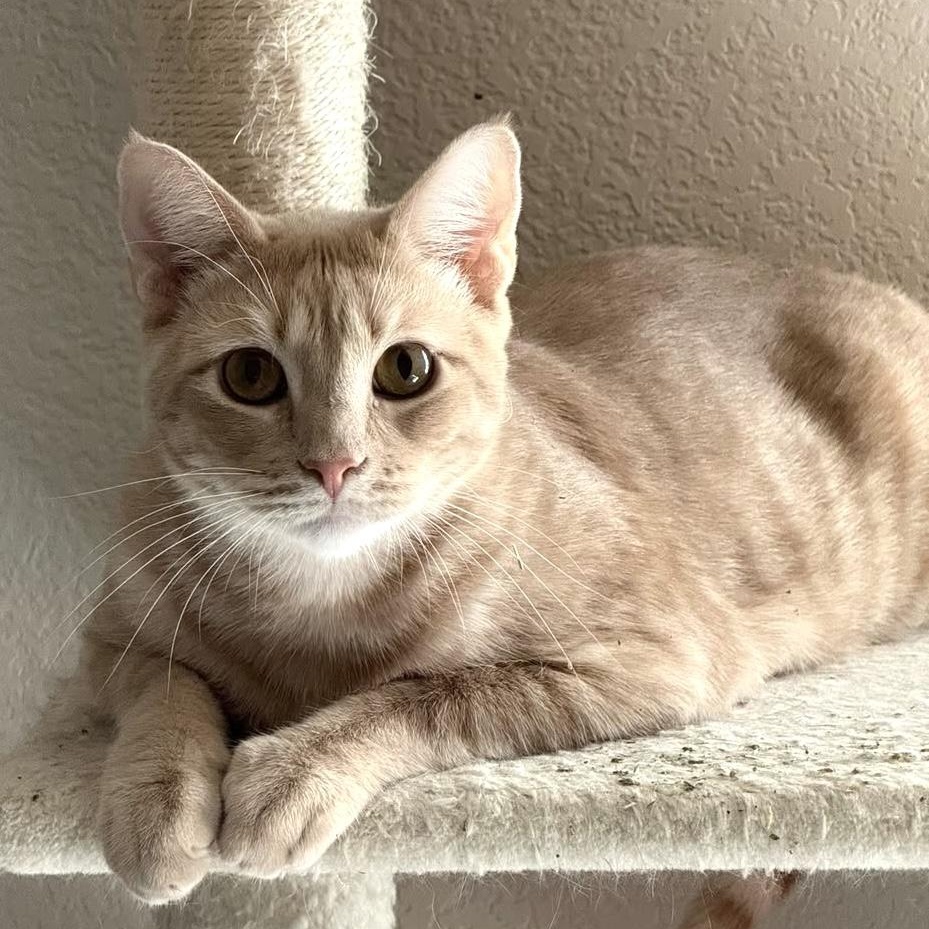 Cinnamon, Adoptable, Adult Male Tabby.