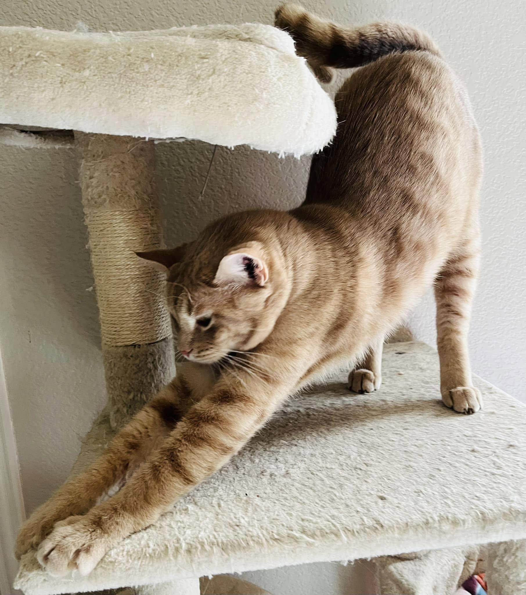 Cinnamon, a Adoptable Tabby in Trophy Club, TX image 6/6