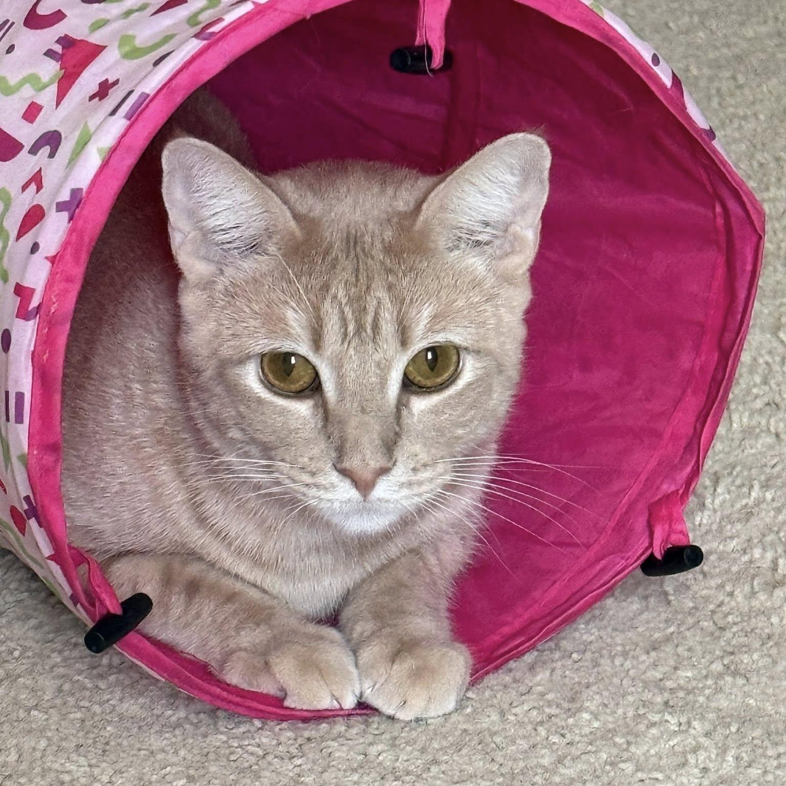 Cinnamon, a Adoptable Tabby in Trophy Club, TX image 5/6