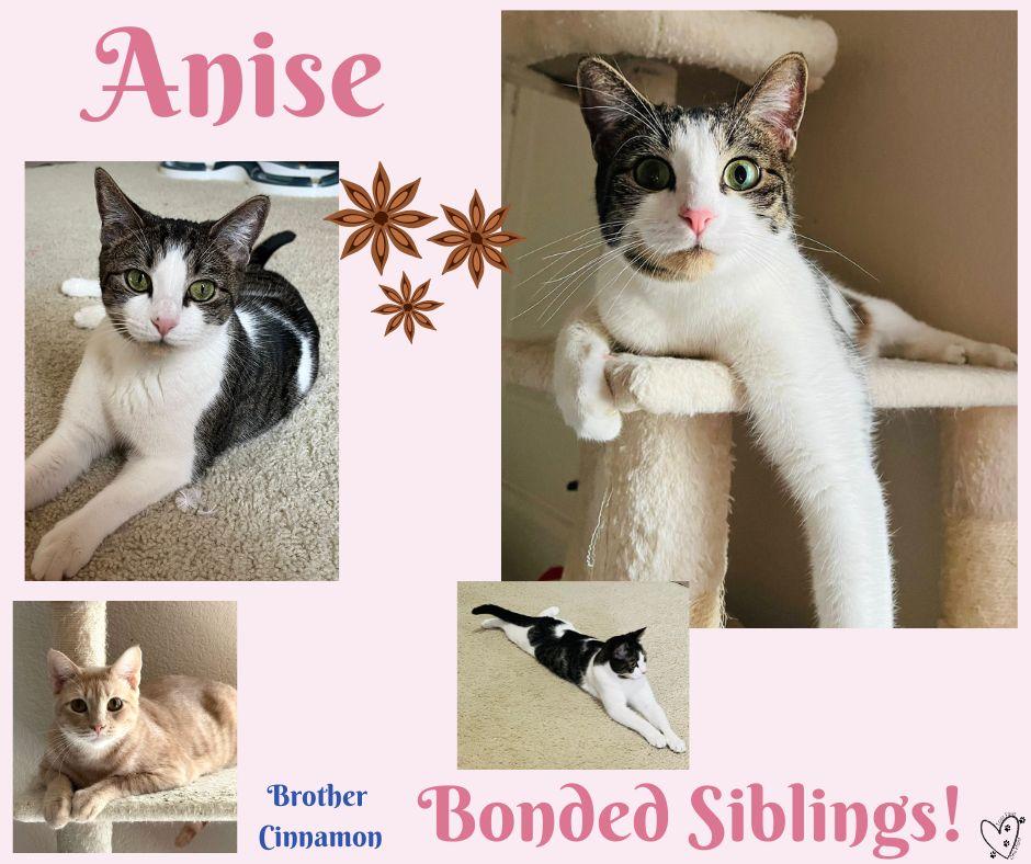 Cinnamon, a Adoptable Tabby in Trophy Club, TX image 3/6