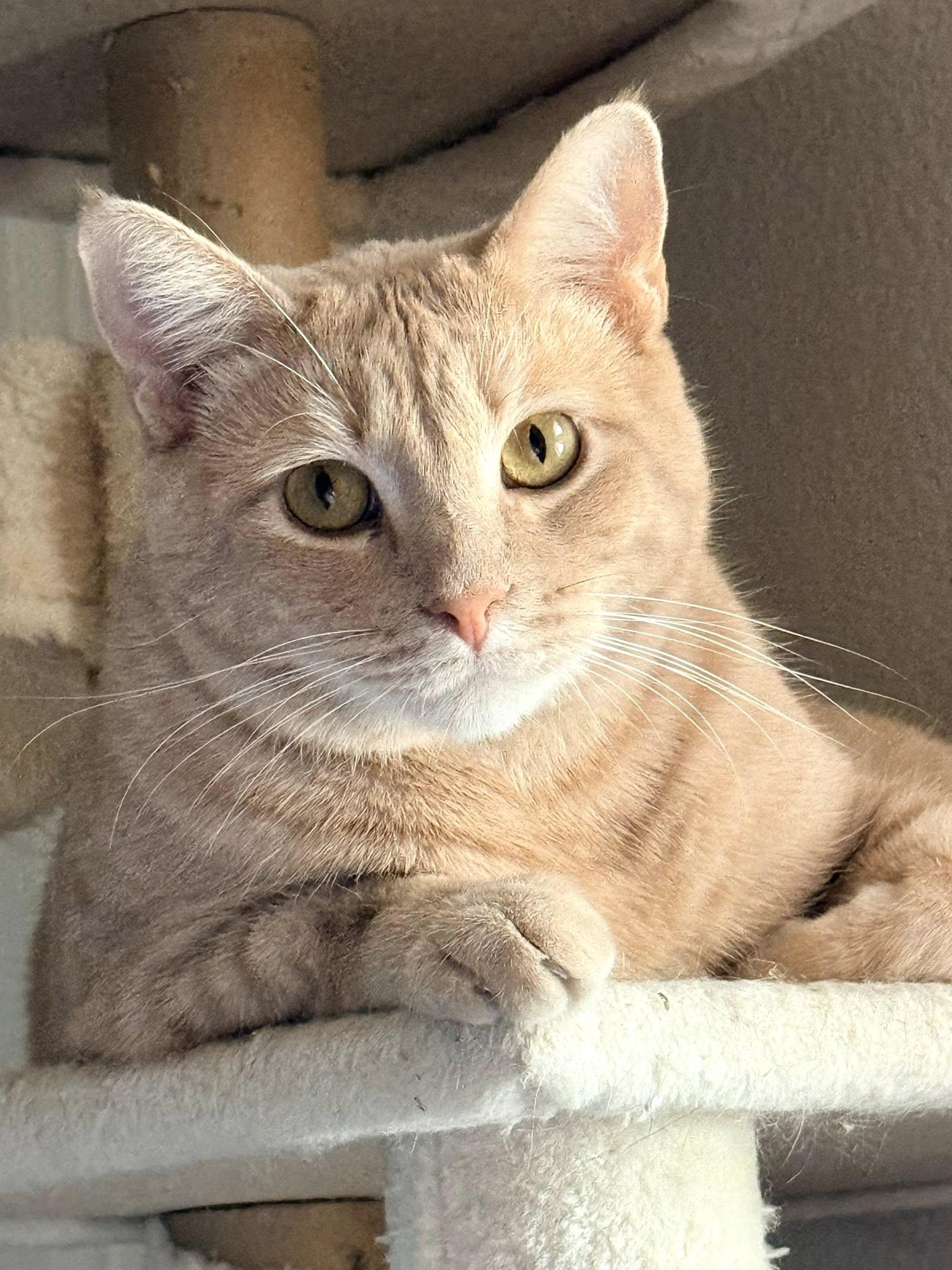 Cinnamon, Adoptable, Adult Male Tabby.