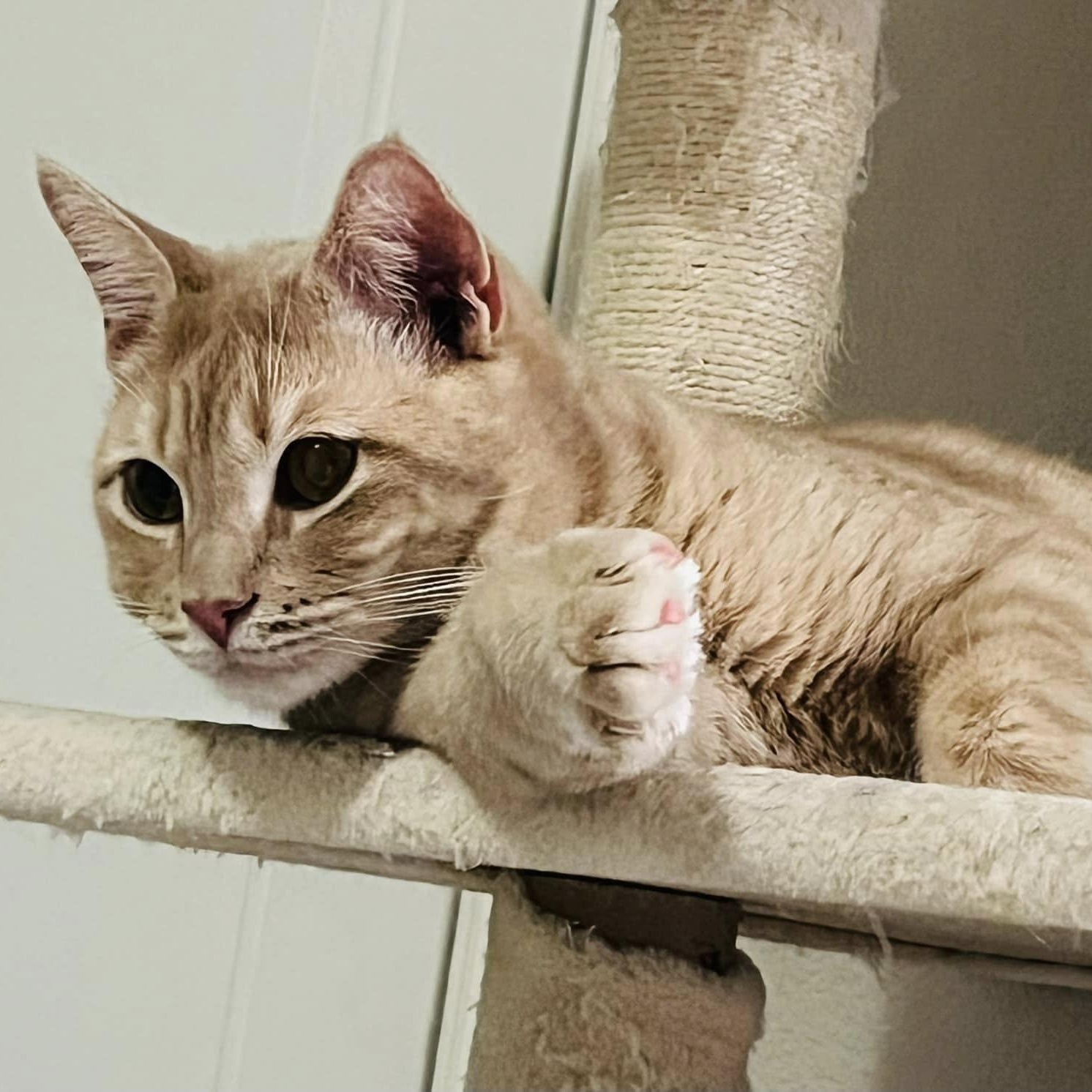 Cinnamon, a Adoptable Tabby in Trophy Club, TX image 2/6