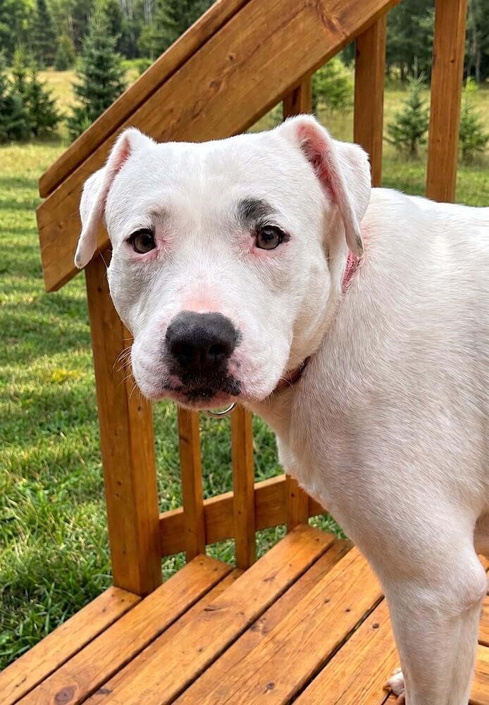 Mama Callie Mae #A-141397 💜 🤍 🇨🇦, Adoptable, Young Female American Staffordshire Terrier & American Bulldog.