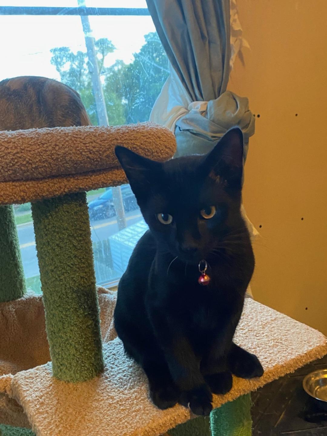 Mr Shadow