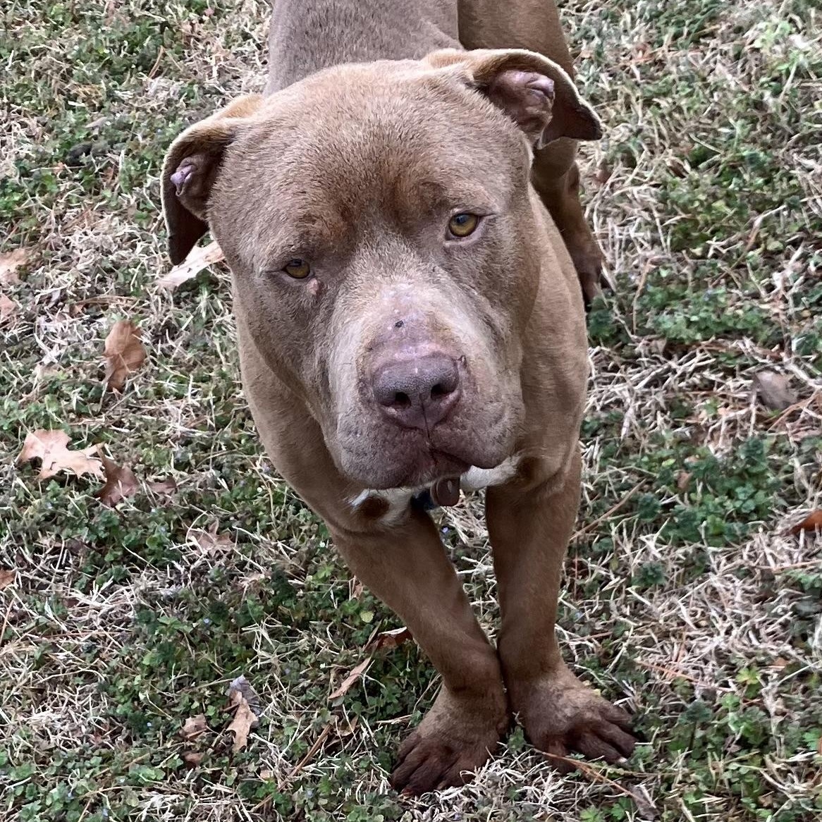 Bear, ADOPTABLE, Adult Male American Bully.