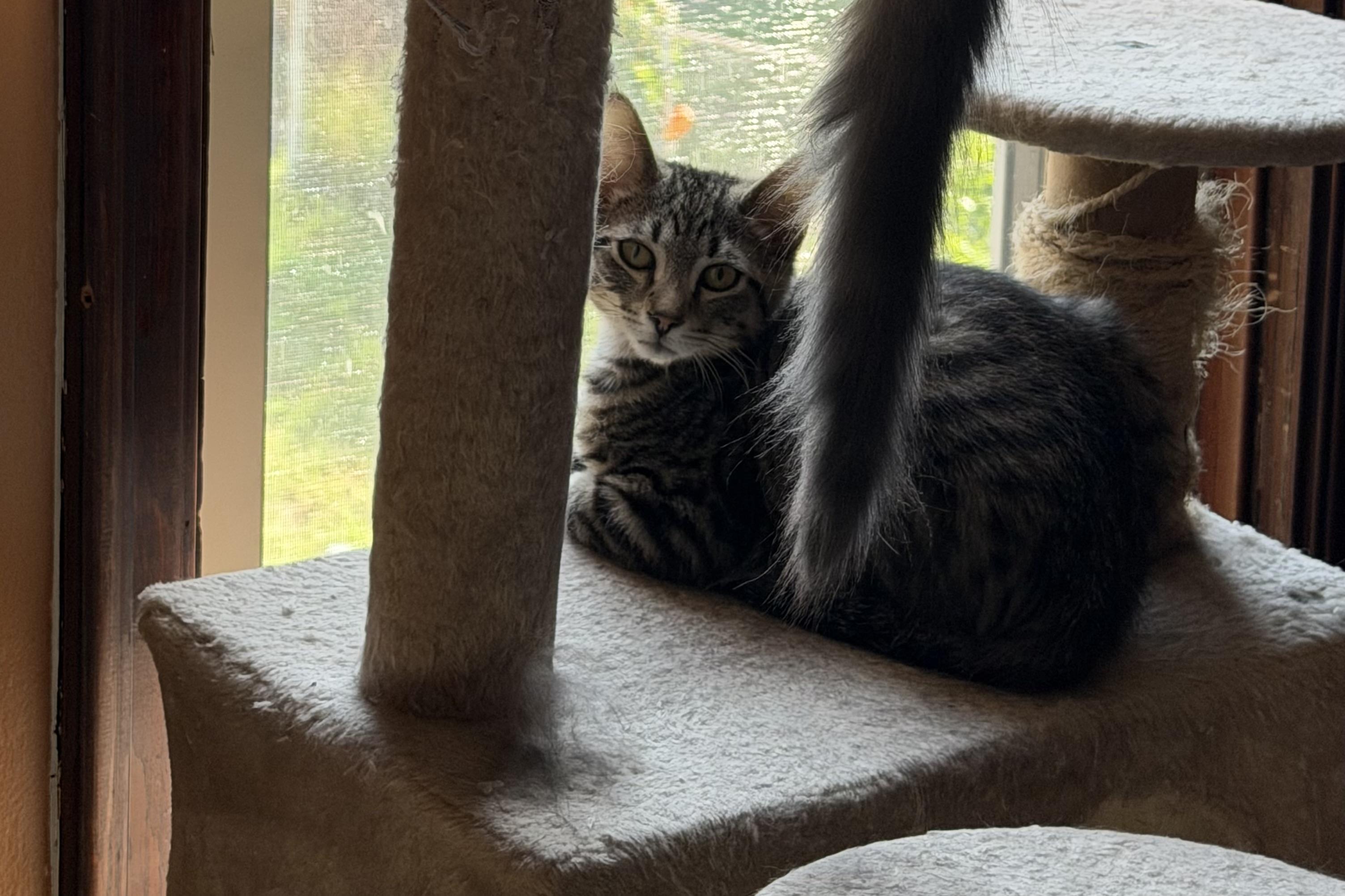 Cashew, Adoptable, Young Male Domestic Short Hair.