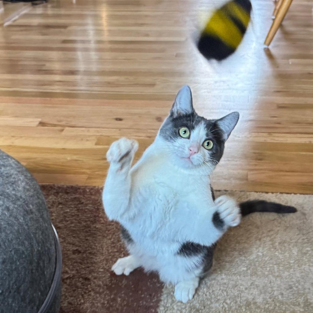 Alba, Adoptable, Young Female Domestic Short Hair.