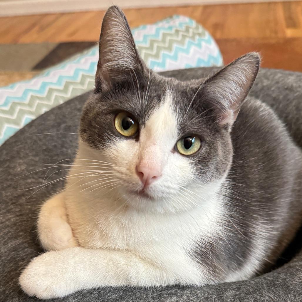 Alba, a Adoptable Domestic Short Hair in Laramie, WY image 2/6