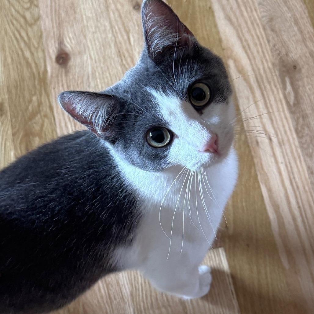 Alba, a Adoptable Domestic Short Hair in Laramie, WY image 3/6