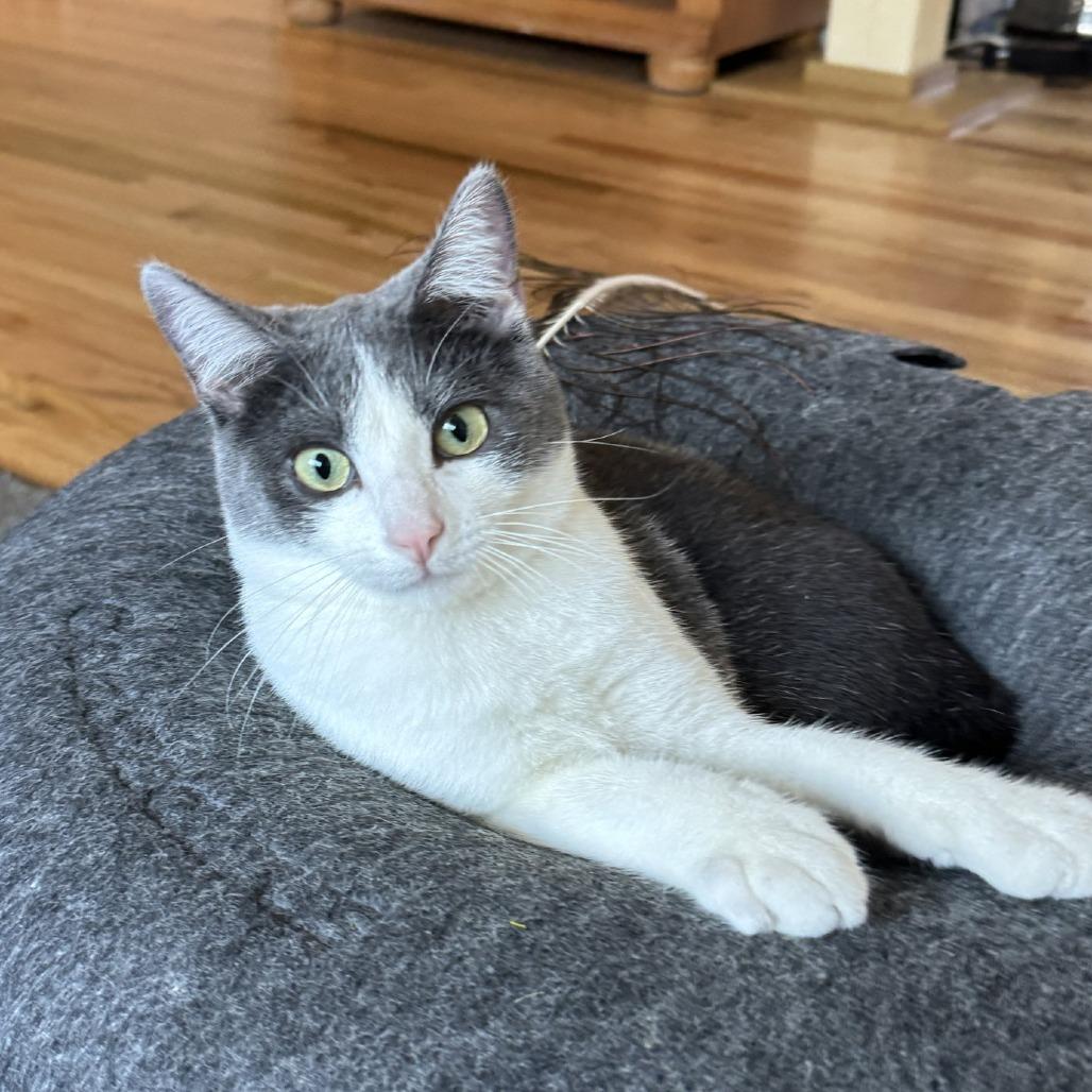 Alba, a Adoptable Domestic Short Hair in Laramie, WY image 4/6