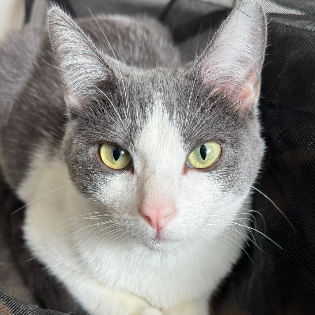 Alba, a Adoptable Domestic Short Hair in Laramie, WY image 5/6