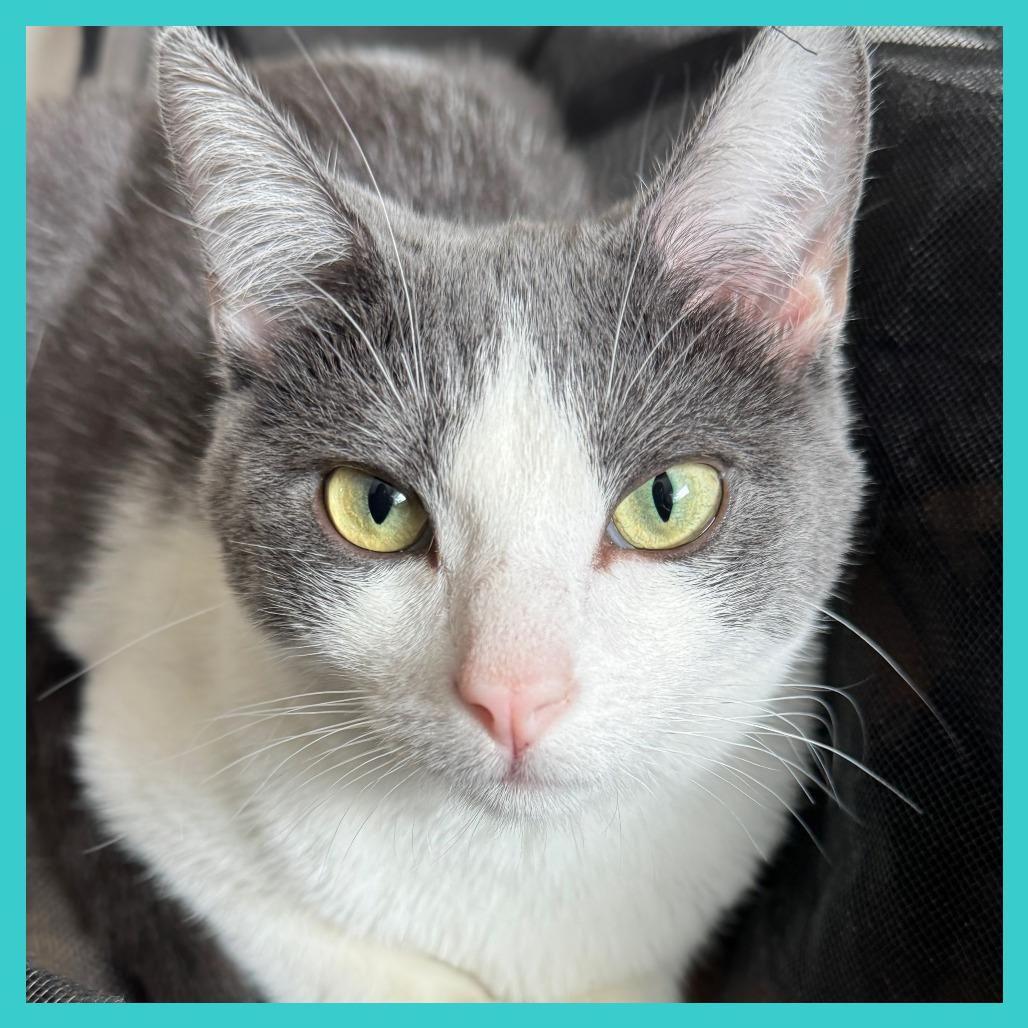 Enlarge Alba, a Adoptable Domestic Short Hair in Laramie, WY image 3/5