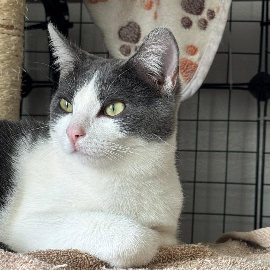 Alba, a Adoptable Domestic Short Hair in Laramie, WY image 6/6